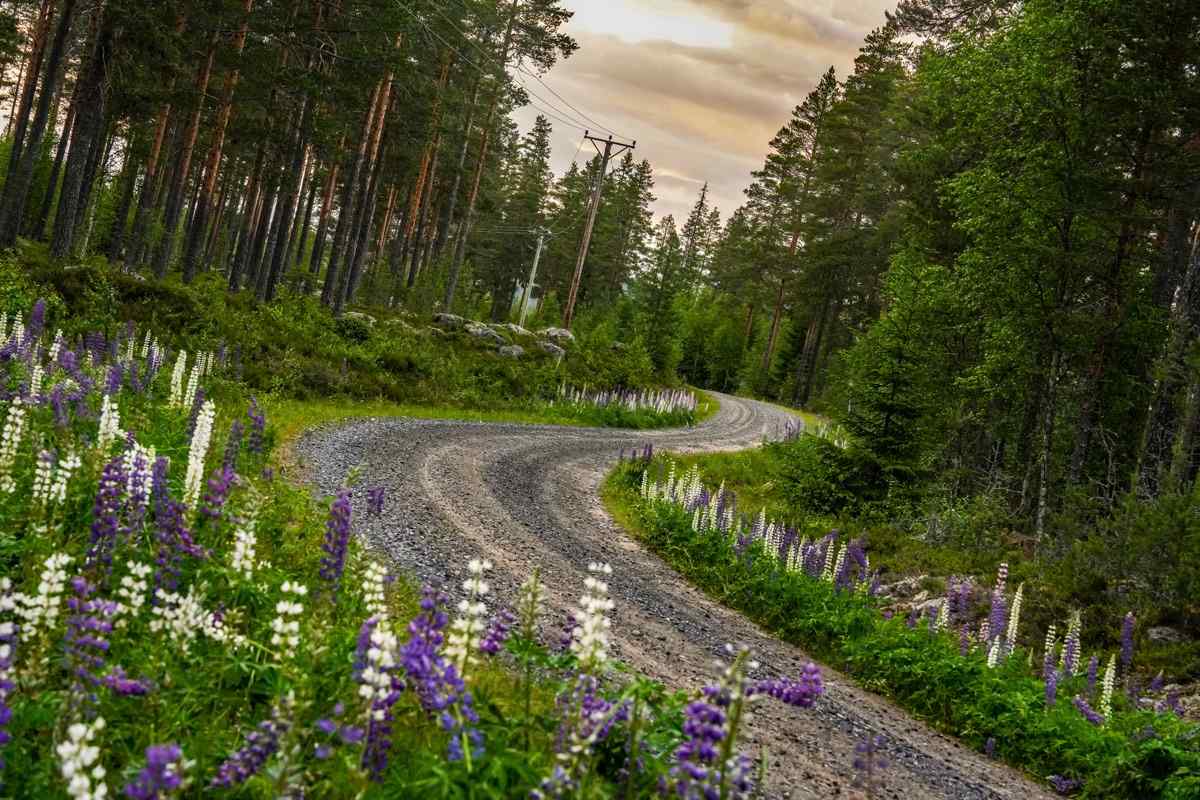 European national rally